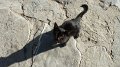 Delphi cat 1